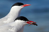 Two Arctic tern (Sterna paradisaea) one with small fish in beak, Uto Finland, May