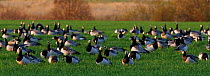 Barnacle goose (Branta leucopsis) flock in field, Helsinki, Finland, October