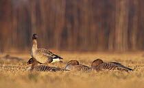 Four Bean geese (Anser fabalis) three sitting, one standing, Liminka, Finland, Apil