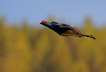 Male Black grouse (Lyrurus tetrix) in flight, Liminka, Finland, April