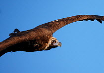 Black vulture (Aegypius monachus) in flight, Spain, April