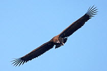 Black vulture (Aegypius monachus) in flight, looking down at the ground, Spain, April