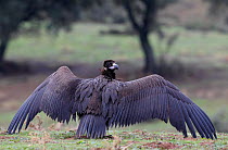 Black vulture (Aegiptus monachus) on ground with wings spread, Spain, December