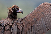 Black vulture (Aegypius monachus) portrait, with outstretched wing, Spain, April