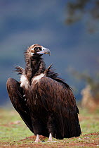 Black vulture (Aegypius monachus) portrait, Spain, April