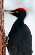 Black woodpecker (Dryocopus martius) hammering tree trunk, Posio, Finland, January