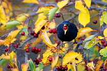 Blackbird (Turdus merula) eating berry, Helsinki, Finland, October