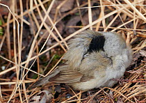 Male Blackcap (Sylvia atricapilla) resting after migration, Uto, Finland, May