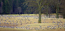 Common crane (Grus grus) flock grazing, Sweden, April