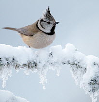 Crested tit (Lophophanes cristatus) on snow covered branch, Posio, Finland, January