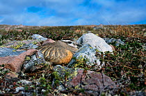 Dotterel (Charadrius morinellus) on nest incubating, Norway, July