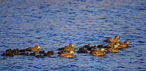 Raft of female Eider ducks (Somateria mollisima) with chicks, Porvoo, Finland, May