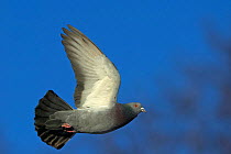 Feral pigeon (Columba livia) in flight, Helsinki, Finland, January
