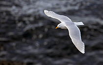 Glaucous gull (Larus hyperboreus) in flight over water, Iceland, June
