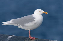 Glaucous gull (Larus hyperboreus) profile, Norway, April