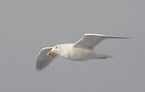Glaucous gull (Larus hyperboreus) subadult in flight, Norway, April
