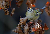 Goldcrest (Regulus regulus) perched on twig with dried dead leaves, Uto, Finland, October