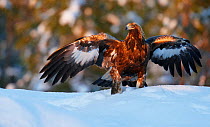 Golden eagle (Aquila chrysatus) with wings outstretched in snow, Utajarvi, Finland, January