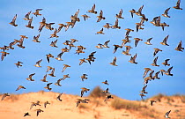 Golden plover (Pluvialis apricaria) flock in flight, Morocco, North Africa, January