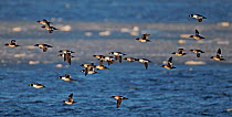Goldeneye (Bucephala clangula) flock in flight over water, Uto, Finland, January