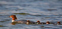 Female Goosander (Mergus merganser) with four ducklings on water, Uto, Finland, June