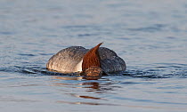 Goosander (Mergus merganser) female with head underwater, Uto, Finland, June