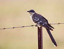 Great spotted cuckoo (Glamator glandarius) perched on fence, Spain, April