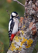 Great spotted woodpecker (Dendrocopus major) feeding on tree trunk, pulling bark off the tree, Uto, Finland, May