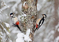 Two Great spotted woodpeckers (Dendrocopus major) on tree trunk in snow, Vaala, Finland, February