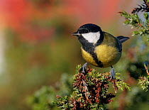 Great tit (Parus major) perched, Uto, Finland, October