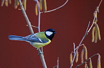 Great tit (Parus major) perched on twig, Mustio, Finland, April