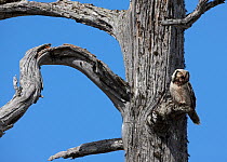 Hawk owl (Surnia ulula) perched on branch calling, Kuusamo, Finland, May