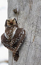 Hawk owl (Surnia ulula) on tree trunk with wings shielding body, Kuusamo, Finland, May