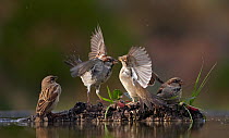 Four House sparrows (Passer Domesticus) at water, two squabbling, Spain, December
