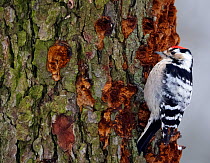 Lesser spotted woodpecker (Dendrocopus minor) feeding on tree trunk, Kotka, Finland, January, digital removal of a branch