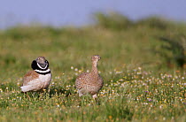 Little bustard (Tetrax tetrax) pair in meadow, male displaying, Spain, April