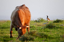Male Little bustard (Tetrax tetrax) in field with cattle gazing, Spain, April