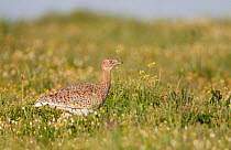 Little bustard (Tetrax tetrax) female in meadow, Spain, April