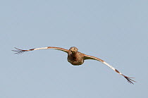 Little bustard (Tetrax tetrax) in flight, Spain, April