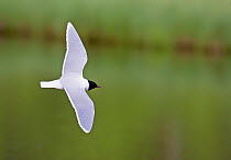 Little gull (Hydrocoloeus minutus) in flight, Kuusamo, Finland, June