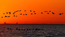 Long-tailed duck (Clangula hyemalis) flock migrating at sunset, Porvoo, Finland, May