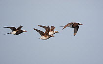Long-tailed ducks (Clangula hyemalis) migrating, Porvoo, Finland, May