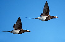 Two male Long-tailed ducks (Clangula hyemalis) in flight, Porvoo, Finland, May