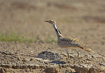 Macqueen's bustard (Chlamydotis macquenii) walking, Sultanate of Oman, November