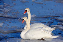 Two Mute swans (Cugnus olor) on water amongst ice, Uto, Finland, March