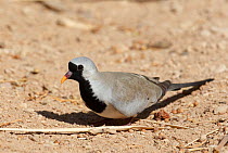 Male Namaqua dove (Oena capensis) male on ground, Israel, May