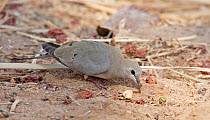Female Namaqua dove (Oena capensis) feeding, Israel, May