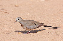 Female Namaqua dove (Oena capensis) on ground, Israel, May