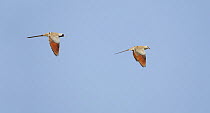 Two Namaqua doves (Oena capensis) in flight, Sultanate of Oman, March, Digital composite
