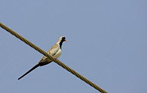 Male Namaqua dove (Oena capensis) perched on wire, Sultanate of Oman, March
